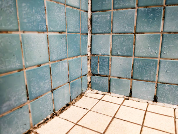 Best Residential Mold Inspection & Testing  in Utica, MI
