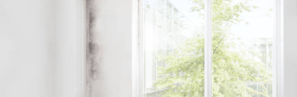 Best Mold-Related Health Consultation  in Utica, MI
