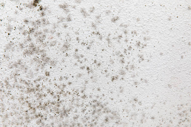 Best Attic Mold Removal  in Utica, MI