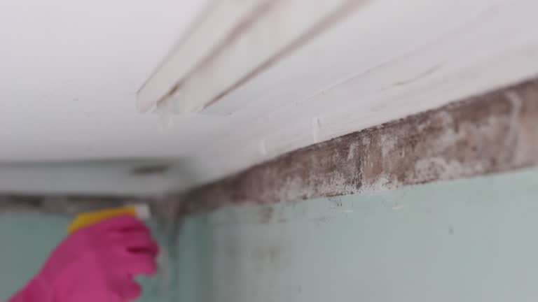 Best Crawl Space Mold Remediation  in Utica, MI